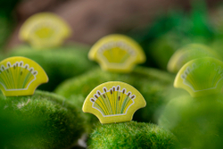 Маленькая Каскадия