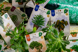 Зелёный дом