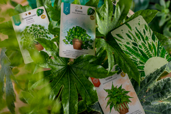 Зелёный дом