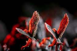 Хеллбой. Архивы БРПД