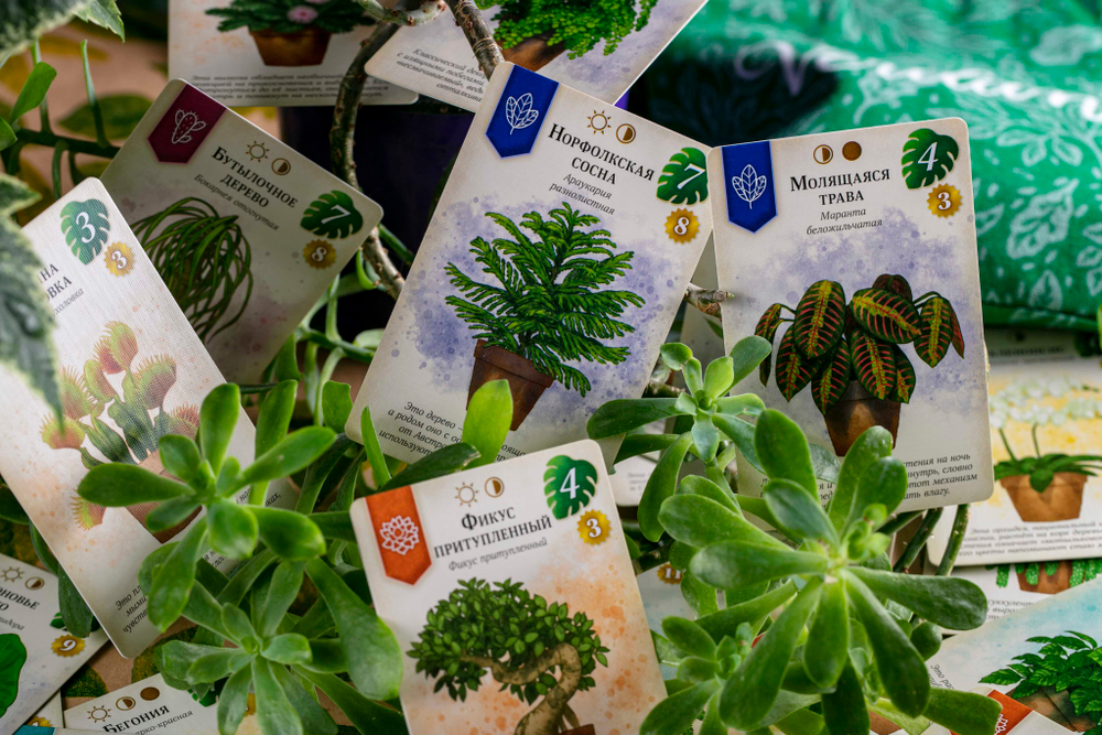 Зелёный дом