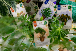 Зелёный дом