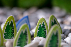 Маленькая Каскадия